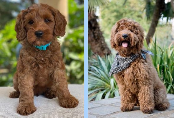 Our Labradoodles dogs - Find your next loving furry friend with a Labradoodles