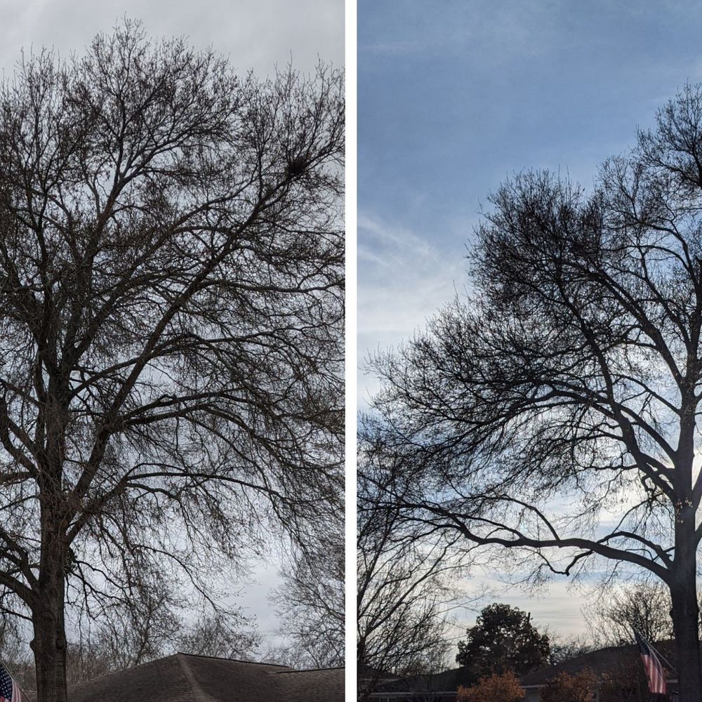 Cortes Tree Services - Tree Services Near Me Cortes Tree Services - Tree Services Near Me