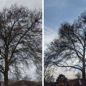 Cortes Tree Services - Side-by-side photos of a large, leafless tree with a clear sky background, showing different lighting conditions. - Tree Services Near Me