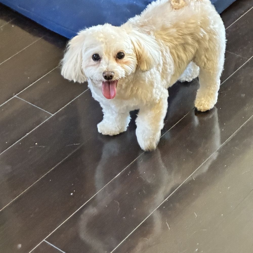 Divine Canine Spa - Mia - with a Big Smile thanks Devine Canine Spa - Pet Groomers Near Me Divine Canine Spa - Mia - with a Big Smile thanks Devine Canine Spa - Pet Groomers Near Me