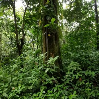 El Yunque Rainforest - Hiking Near Me - Luquillo, Puerto Rico