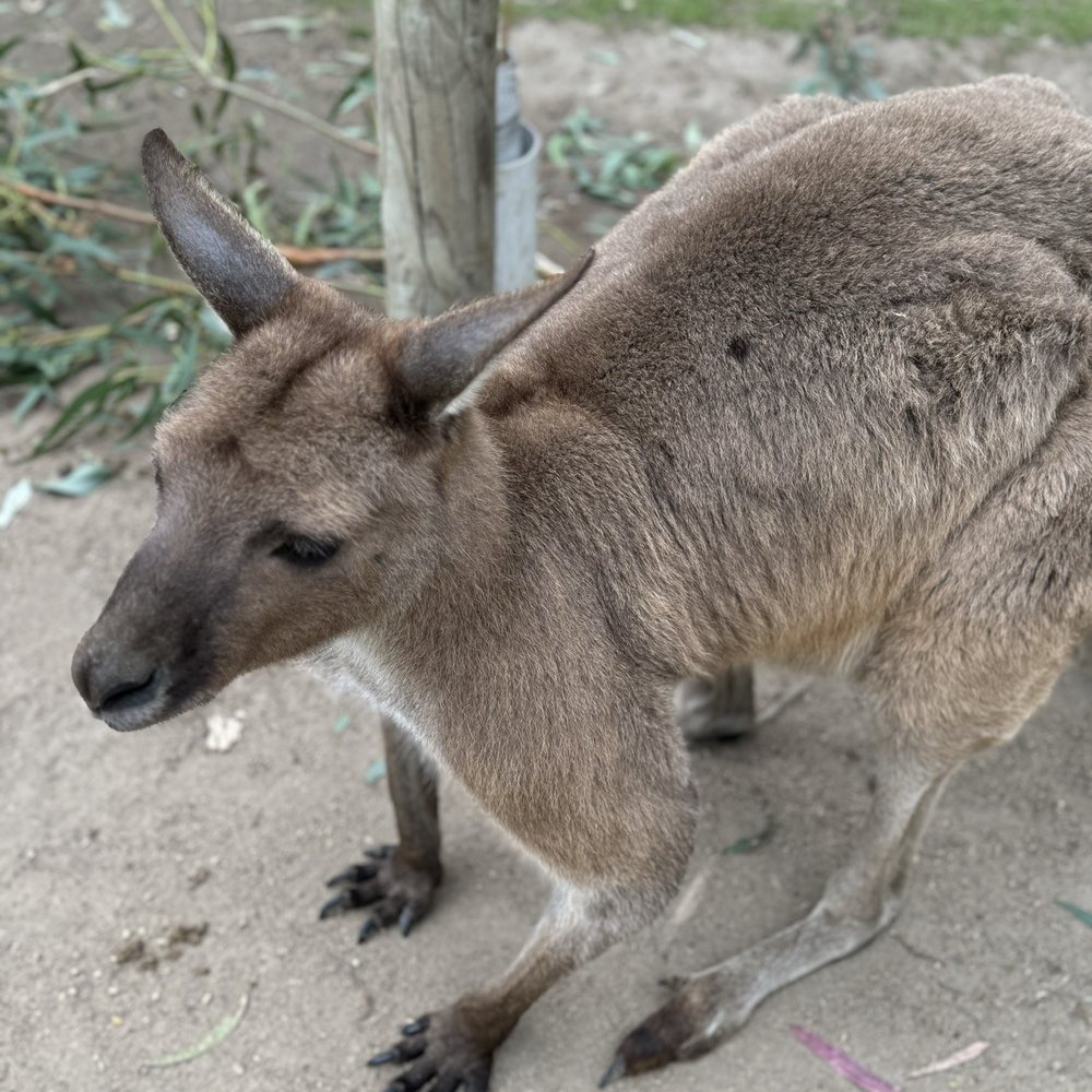 Moonlit Sanctuary - Zoos Near Me - Pearcedale, VIC Moonlit Sanctuary - Zoos Near Me - Pearcedale, VIC