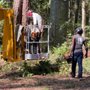 AAA Tree Experts