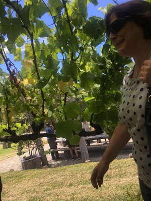 Brick Bay Wines & Sculpture Trail by null