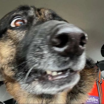 PetSmart - Before - Pet Stores Near Me - Mokena, Illinois PetSmart - Before - Pet Stores Near Me - Mokena, Illinois