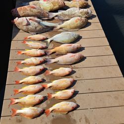 Bluewater Offshore Charters - Our catch for the 10 hour charter.