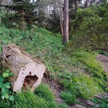 Buena Vista Park - Termite tree - Parks Near Me - San Francisco, California Buena Vista Park - Termite tree - Parks Near Me - San Francisco, California