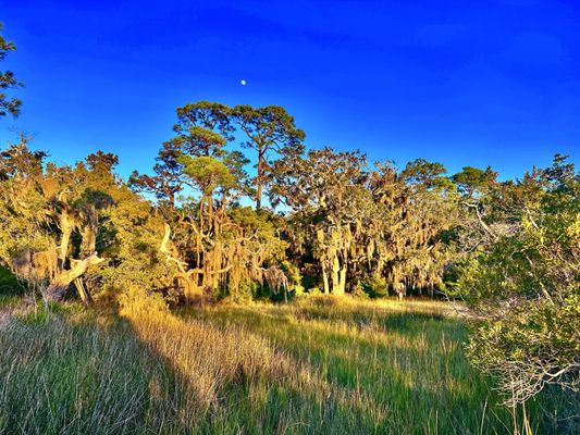 Jekyll Island by null