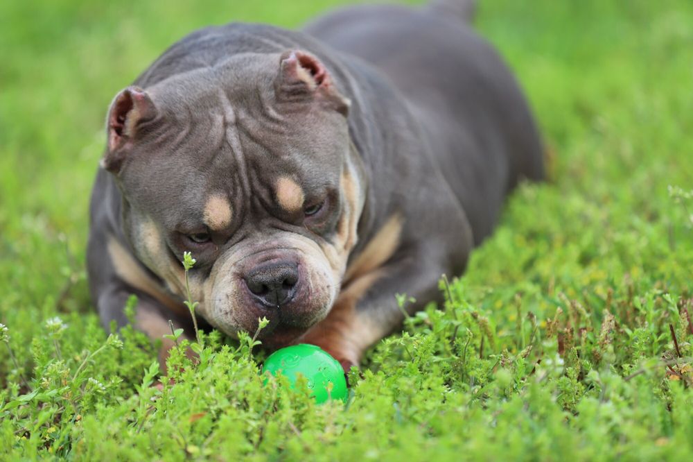 SOUTHEAST BULLY KENNELS 26 Photos Pet Training Fort Mill, SC Phone Number Yelp