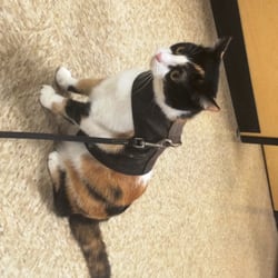 Carson Cats - Catalina is leash-trained