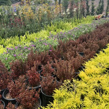 Azul and Verde Nursery - Nurseries & Gardening Near Me - Torrance, California Azul and Verde Nursery - Nurseries & Gardening Near Me - Torrance, California