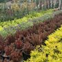 Photo of Azul and Verde Nursery