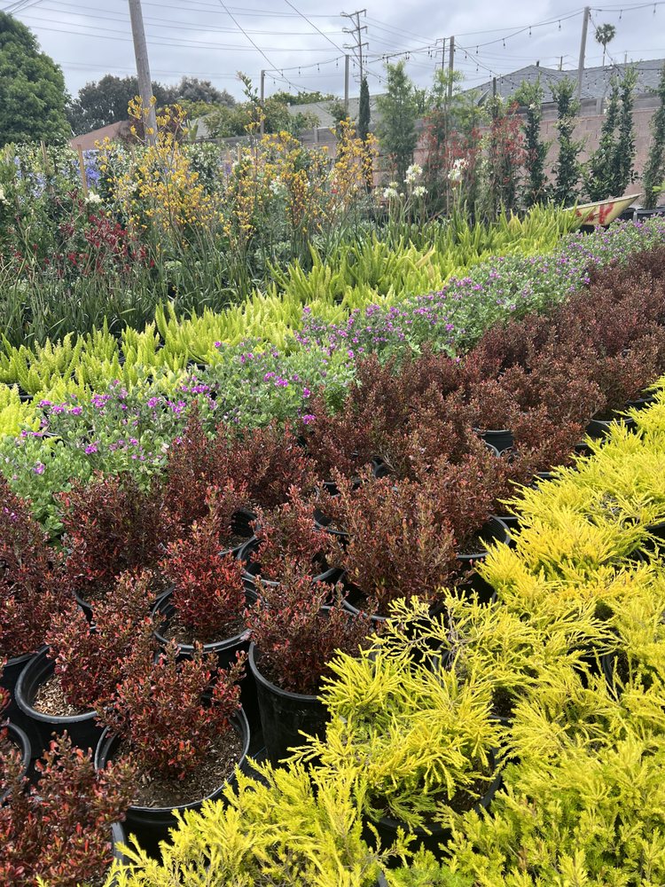 AZUL AND VERDE NURSERY Updated August 2024 138 Photos & 86 Reviews