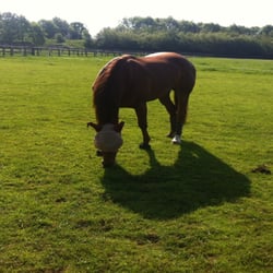 Newton Close Farm Livery Stables