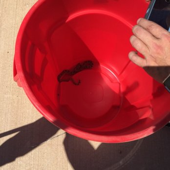 T2 Pest Services - Rattlesnake Removal and relocation - Pest Control Near Me