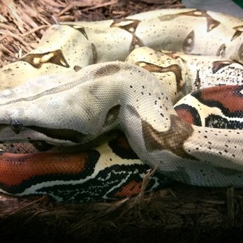 Curious Pets & Curiosities - Reptile Shops Near Me - Buford , Georgia