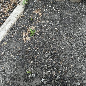 Patch Bro - Weeds already growing through - Masonry/Concrete Near Me Patch Bro - Weeds already growing through - Masonry/Concrete Near Me