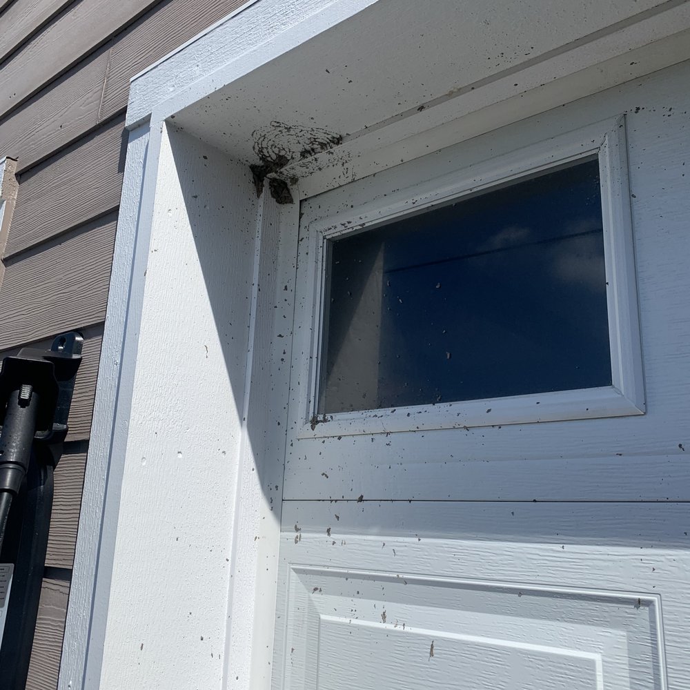 Surety Pest Control - Where nest was attached originally. - Pest Control Near Me - Oak Harbor, Washington Surety Pest Control - Where nest was attached originally. - Pest Control Near Me - Oak Harbor, Washington