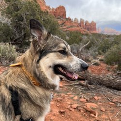Katie’s Pet Care - Pet care in Village of Oak Creek, AZ