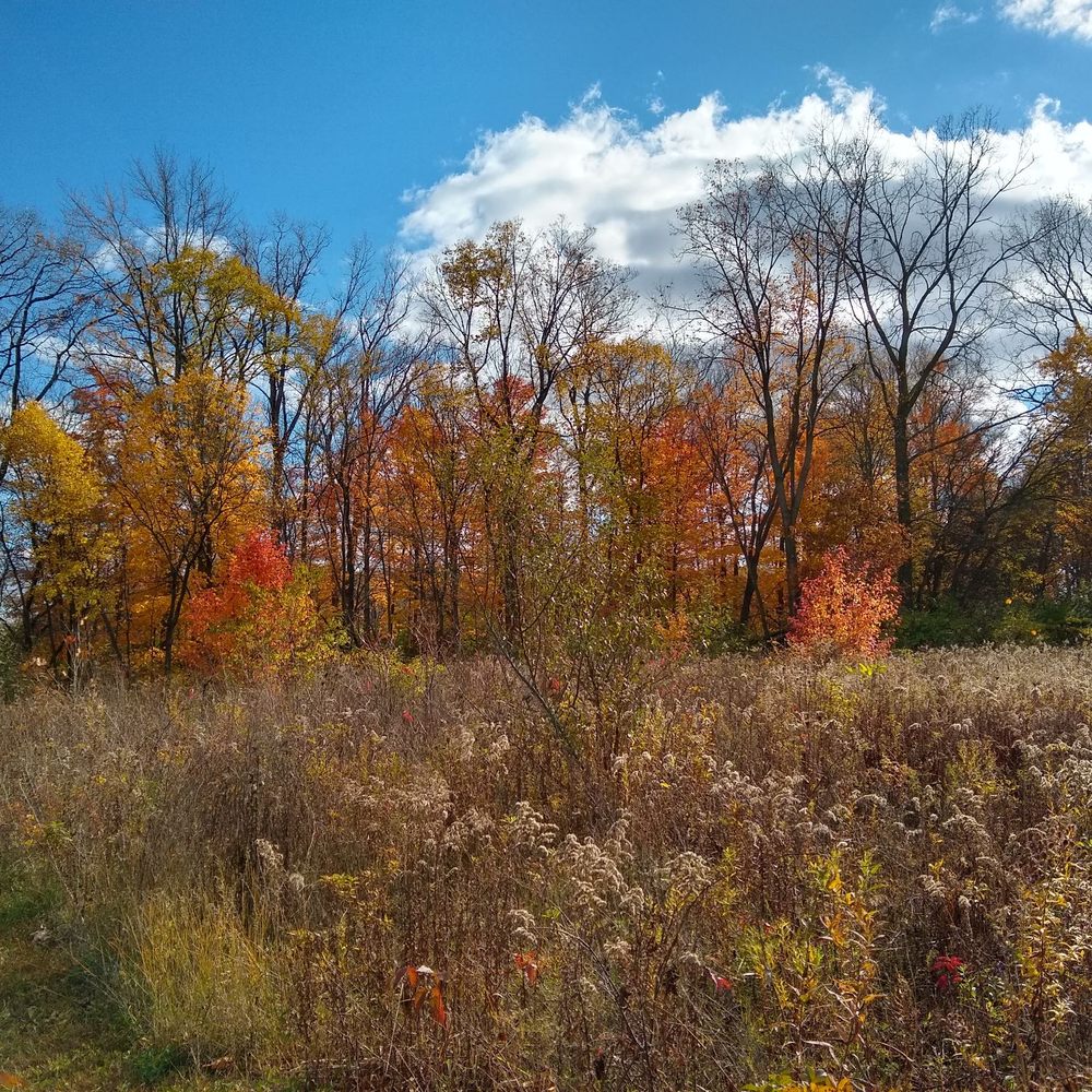 Draper-Houston Meadows Preserve - Hiking Near Me - Milan, Michigan