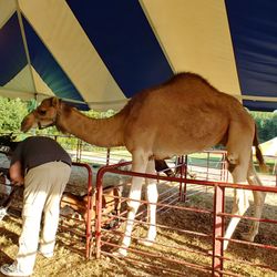 Shelby County Fair