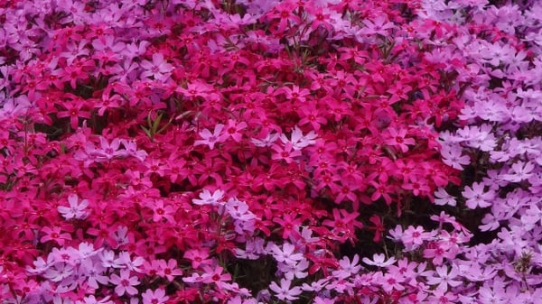 Higashimokoto Shibazakura Park by null