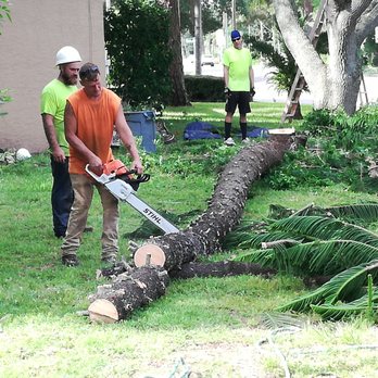 A Absolute Tree Service - Tree Services Near Me - Palm Harbor, Florida