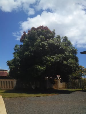 The West Inn Kauai by null