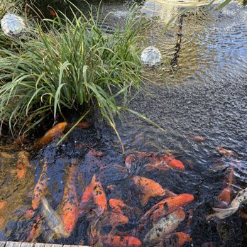 Lithia Springs Resort - Koi pond - Resorts Near Me - Ashland, Oregon Lithia Springs Resort - Koi pond - Resorts Near Me - Ashland, Oregon