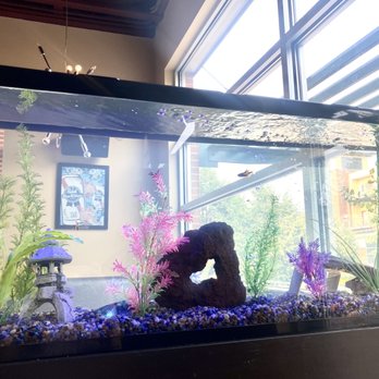 Atomic Koi - Fish tank - Lounges Near Me - Fitchburg, Wisconsin Atomic Koi - Fish tank - Lounges Near Me - Fitchburg, Wisconsin