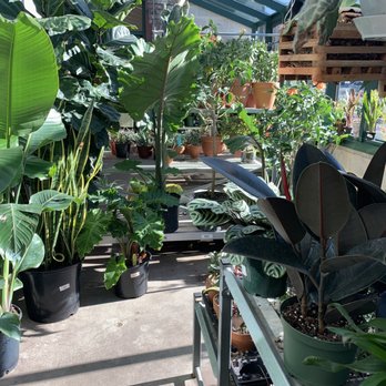 Vault + Vine - Greenhouse - Flowers & Gifts Near Me - Philadelphia, Pennsylvania Vault + Vine - Greenhouse - Flowers & Gifts Near Me - Philadelphia, Pennsylvania
