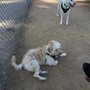 Photo of Woodglen Vista Dog Park