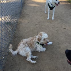 Woodglen Vista Dog Park - Just chillin