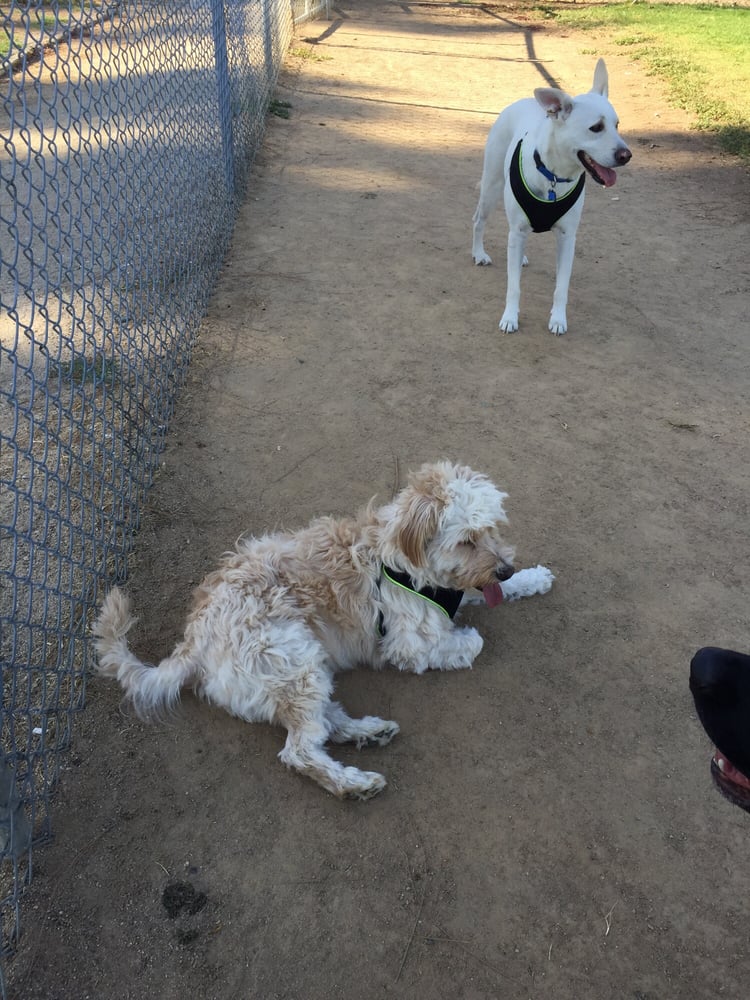 Woodglen Vista Dog Park Logo