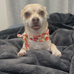 Smile Pet Grooming