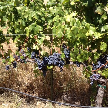 Four Winds Cellars - In the vineyard - Wineries Near Me - Murphys, California