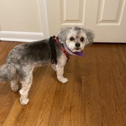 Barb's Bathe Your Pet - After grooming (shaved not Fluffy)
