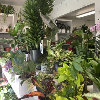 Plant Terra - Nurseries & Gardening Near Me - Hayward, California Plant Terra - Nurseries & Gardening Near Me - Hayward, California