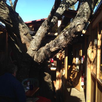 The Tree-House Cafe - The tree that grows through the restaurant - Cafes Near Me - Salt Spring Island, British Columbia The Tree-House Cafe - The tree that grows through the restaurant - Cafes Near Me - Salt Spring Island, British Columbia