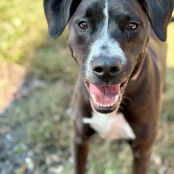Southern Oasis Pet Resort & Spa - Handsome Sobe having a blast at daycare! - Pet Groomers Near Me - Clinton, Maryland Southern Oasis Pet Resort & Spa - Handsome Sobe having a blast at daycare! - Pet Groomers Near Me - Clinton, Maryland