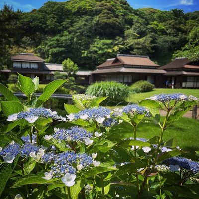 Sankeien Garden by null