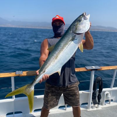 Dana Wharf Sportfishing & Whale Watching Dana Point by null