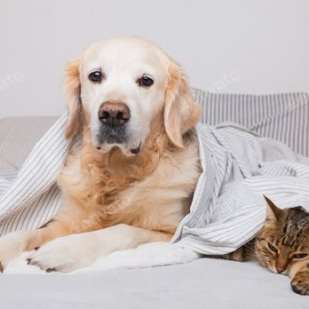 Reigning Cats & Dogs - Pet Sitting Near Me Reigning Cats & Dogs - Pet Sitting Near Me