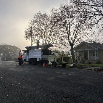 JP Tree Service - The before of these Landon planes - Tree Services Near Me
