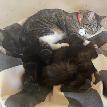 NEKO: A Cat Cafe - Themed Cafes Near Me - Seattle, Washington