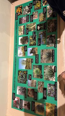 El Paso Museum of Archaeology by null