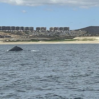Cabo Adventures - Boat Tours Near Me - Cabo San Lucas, BCS Cabo Adventures - Boat Tours Near Me - Cabo San Lucas, BCS