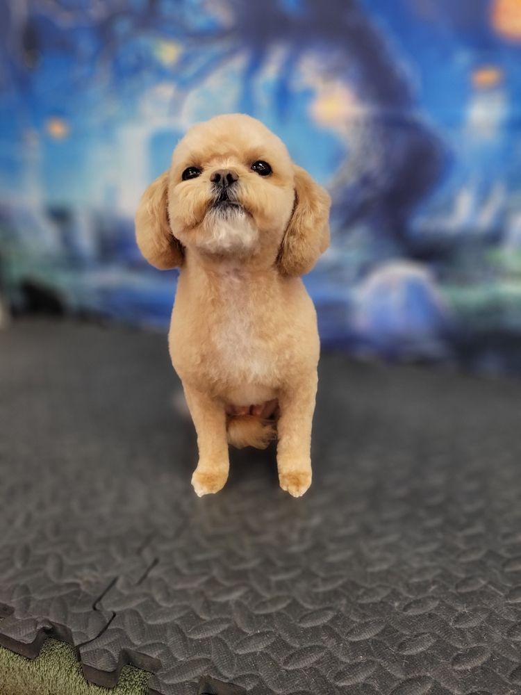 WOOF GANG BAKERY & GROOMING OVERLAND PARK Updated September 2024 29