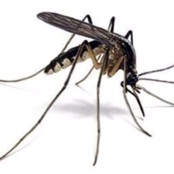 Arrow Exterminators - Our fight back bundle mosquito control program is second to none! - Pest Control Near Me - Ashland, Virginia Arrow Exterminators - Our fight back bundle mosquito control program is second to none! - Pest Control Near Me - Ashland, Virginia