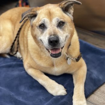 Laguna Veterinary Care - Sarge's check up! - Veterinarians Near Me - San Luis Obispo, California Laguna Veterinary Care - Sarge's check up! - Veterinarians Near Me - San Luis Obispo, California